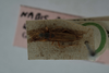Paromius bicolor (Walker, 1873): Nabis bicolor. Lectotype-dorsal habitus. (BMNH) - (CC BY-NC 4.0) Photo by Stuart Cole, reproduced with permission from the Natural History Museum, London, UK. (Otu).