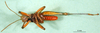 CollectionObject 1501657; 607d2fe3-87aa-48f2-8860-f2a1f3f3979f, DORSA BA000170S01: male, ventral view (holotyoe of Auloserpusia laeta). (CollectionObject).