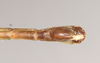 CollectionObject 1560629; 4f1e263e-c78a-4e70-8a15-e4ebcc5b90c0: copyright Natural History Museum, London. male: end of abdomen, ventral view (paralectotype). (CollectionObject).;CollectionObject 1560630; 81cde4ba-3fde-4f61-9420-4172a1b4f9c5: copyright Natural History Museum, London. male: end of abdomen, ventral view (paralectotype). (CollectionObject).