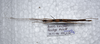 CollectionObject 1576073; 9a362657-865f-458c-a7f9-70a83a2416a5: copyright ZRC, Singapore. male, ventral view (paratype). (CollectionObject).