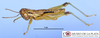 CollectionObject 1565632; 90d39445-a5b4-40b6-8301-286d50e63032, MLP1011: male, lateral view (paratype). (CollectionObject).