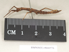 CollectionObject 1560435; dd64b8db-542d-499b-9925-069a0d78b473: copyright Natural History Museum, London. female, lateral view (syntype). (CollectionObject).;CollectionObject 1560436; fb5361fa-2dec-4ea9-876a-b1c5e236ef61: copyright Natural History Museum, London. female, lateral view (syntype). (CollectionObject).