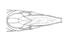 Tropidacris cristata grandis (Thunberg, 1824): Fig. 31A. male abdomen tip, dorsal view. (Otu).