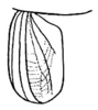 Pl. XXII, Fig. 21. outline of female tegmen. Depicts Conocephalus (Anisoptera) borellii (Giglio-Tos, 1897), an Otu.