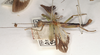 CollectionObject 1558284; 9fc7ed33-3550-471f-8e14-9c3838d7ce4c: copyright OUMNH. male, lateral view (syntype). (CollectionObject).;CollectionObject 1558285; ad47c116-5c57-4e7d-af86-1e2d66166cd2: copyright OUMNH. male, lateral view (syntype). (CollectionObject).