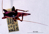 CollectionObject 1503289; MBBJ 3224866, 904661fb-ef61-4051-97ca-5f5148c9b2a2: female, dorsal view. (CollectionObject).