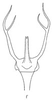 Aedeagus, ventral view: !! display not done !! on Onura eburneola Oman, 1938: Aedeagus, ventral view. (Observation).