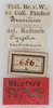 CollectionObject 1531375; a20196cc-f564-4b37-b4b0-fc9f1feaedac: labels (holotype). (CollectionObject).