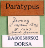 CollectionObject 1502020; 0b624baa-6eca-47e7-b27a-4a87991d9025: labels (paratype). (CollectionObject).