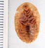 CollectionObject 1588657; 14132f5c-eec5-4216-a58d-3e65d0e7b91e: Image taken by Heidi Hopkins. (CollectionObject).