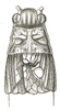 Platybinthus punctatus (Brunner von Wattenwyl, 1898): Pl. XX, Fig. 55b. male, head, pronotum (3.5 mm) and tegmina (6 mm), dorsal view. (Otu).