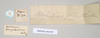 CollectionObject 1559845; NHMUK(SF IMPORT DUPLICATE) 844786-844788, ea4a7d0d-2a59-4bd7-b5c8-1c0ec6194e6d: copyright Natural History Museum, London. female, data labels of Marmessoidea phluctainoides (syntype). (CollectionObject).