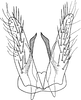 Pygofer, ventral view: Subgenital plate. (Observation).