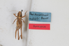 CollectionObject 1475709; bced1609-a909-4c85-a40e-1e5e2a1ef9df: Female, dorsal view (syntype). (CollectionObject).