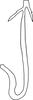 Aedeagus, lateral view on Changwhania terauchii (Matsumura, 1915): Aedeagus, lateral view. (Observation).