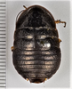 CollectionObject 1863698; 3a74fef4-ca11-482d-9003-bb44e25ca897: (CollectionObject).
