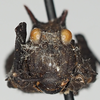 CollectionObject 1575251; NNM RMNH.INS 968004, a8915dda-5a50-4fe7-ba8a-ed9e783e0b8f: male, frontal view (paratype). (CollectionObject).