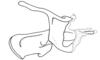 Eurotettix procerus Cigliano, 2007: Fig. 9K. endophallic plate, cingulum and aedeagal valves with sheath, lateral view. (Otu).