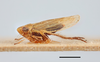 Habitus, lateral view on Psammotettix lividellus (Zetterstedt, 1837): (Observation).