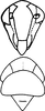 Head: !! display not done !! on Asianidia Zakhvatkin, 1946: Head, pro-, and mesothorax (A. asiatica Kusn.). (Observation).