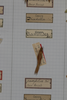 CollectionObject 1534181; de615154-af35-4605-848c-5b35b224c046: Male, in drawer (syntype). (CollectionObject).