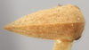 Habitus, dorsal view: (Observation).
