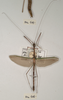 CollectionObject 1559679; 03404040-4875-4a90-9049-33fc2e48c2d8: copyright OUMNH. male (holotype). (CollectionObject).
