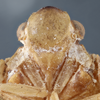 Head: (Observation).