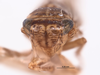 Head on Exitianus digressus (Van Duzee, 1933) now Exitianus nanus (Distant, 1908): (Observation).