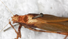 CollectionObject 1566797; NMW 1073, c3a23db4-5112-49b3-aa4f-af26898c2105: female, dorsal view. (CollectionObject).