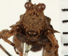 CollectionObject 1529897; NHRS NRM-ORTH 13034, 27e70674-7fd3-41ff-8aab-7716fbadf9d6: male, frontal view (holotype). (CollectionObject).