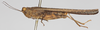 CollectionObject 1503214; 93fe34d5-6605-4572-8d5c-48e94ce7a134: female, lateral view (holotype). (CollectionObject).