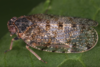Live specimen: !! display not done !! on Tachycixius (Tachycixius) pilosus (Olivier, 1792): (Observation).