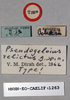CollectionObject 1540554; 34630ade-b03d-47b0-911d-0369252db4a0: male, labels (holotype). (CollectionObject).