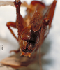 CollectionObject 1503255; MBBJ 3225969, 6ae5c9be-9c3c-4829-b54f-95e2c1d79512: male cerci. (CollectionObject).