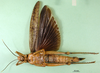 Orthoptera Species File - Anacridium Illustrissimum (Karsch, 1896)