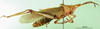 CollectionObject 1501076; 627fea06-a24c-4796-b3f9-c8db213c703e: male, lateral view (syntype). (CollectionObject).