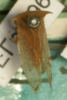 Habitus, dorsal view: !! display not done !! on Ceresa pallens (Germar, 1821): (Observation).