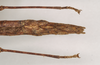 CollectionObject 1557207; NHMUK(SF IMPORT DUPLICATE) 844749, 47bd52d6-3901-4e54-95f5-ff25360d73fa: copyright Natural History Museum, London. female: end of abdomen, dorsal view (paratype). (CollectionObject).