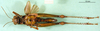 CollectionObject 1501530; 1ec8dd7e-fdd2-47eb-adae-0bbd2907ab65, DORSA BA000167S01: male, ventral view (holotype). (CollectionObject).
