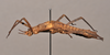CollectionObject 1598209; 19e81fcd-7523-4307-b43f-47166ebbe43d, QM T258500: copyright QM. female, lateral view (holotype). (CollectionObject).