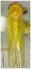 Habitus, dorsal view on Dayus trifurcatus Yu & Yang, 2013: (Observation).