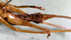 CollectionObject 1503225; MBBJ 3224802, 6d78c3ac-15e9-4c95-a63b-bedf9a66307f: female subgenital plate. (CollectionObject).