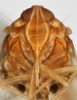 Head: !! display not done !! on Prosotropis Uhler, 1895: Prosotropis rubiginosa Fennah, 1942. (Observation).