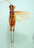 CollectionObject 1500238; f9adff24-880b-493b-9e27-89c69e499b77, DORSA BA000256S01: male, dorsal view (syntype). (CollectionObject).