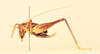 CollectionObject 1516677; 6ae74e68-128d-424e-9410-ee803ebe20d0, NHMUK013804018: female, lateral view (holotype). (CollectionObject).