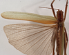 CollectionObject 1534725; 0c8b9bc8-b13c-4082-89ea-fd0ed5b9ee6e: female, dorsal view (syntype). (CollectionObject).