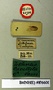 Compsodes cucullatus (Saussure & Zehntner, 1894): Copyright Natural History Museum, London. Labels from holotype (adult male) in BM(NH). (Otu).