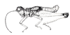 Hippariacris latona (Günther, 1940): Fig. 178. male, habitus. (Otu).
