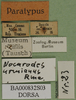 CollectionObject 1502761; 06d219c1-76fe-4d3c-9971-4595257e855e: labels (paratype). (CollectionObject).